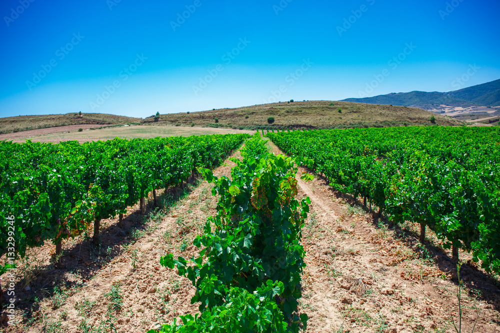 Rows of vines in the field in Spain