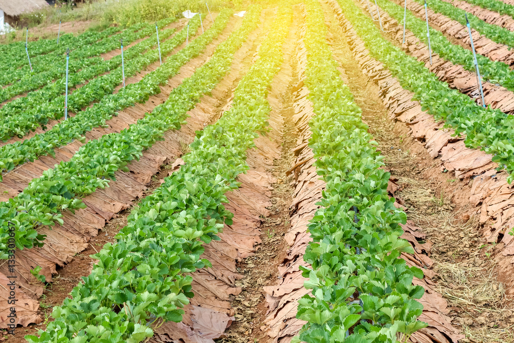 Row of strawberry garden field in Thailand Row of strawberry garden field in Thailand