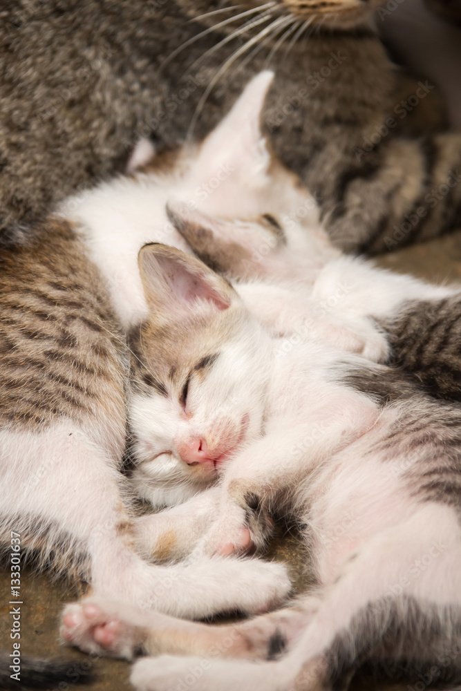 Cute kittens sleeping after breastfeeding time from mother