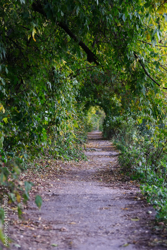 Old path in park