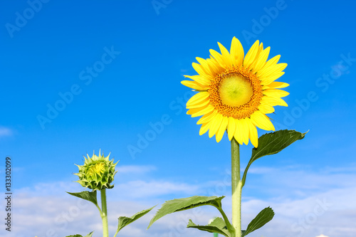 Closeup beautiful sunflower over the beautiful blue sky