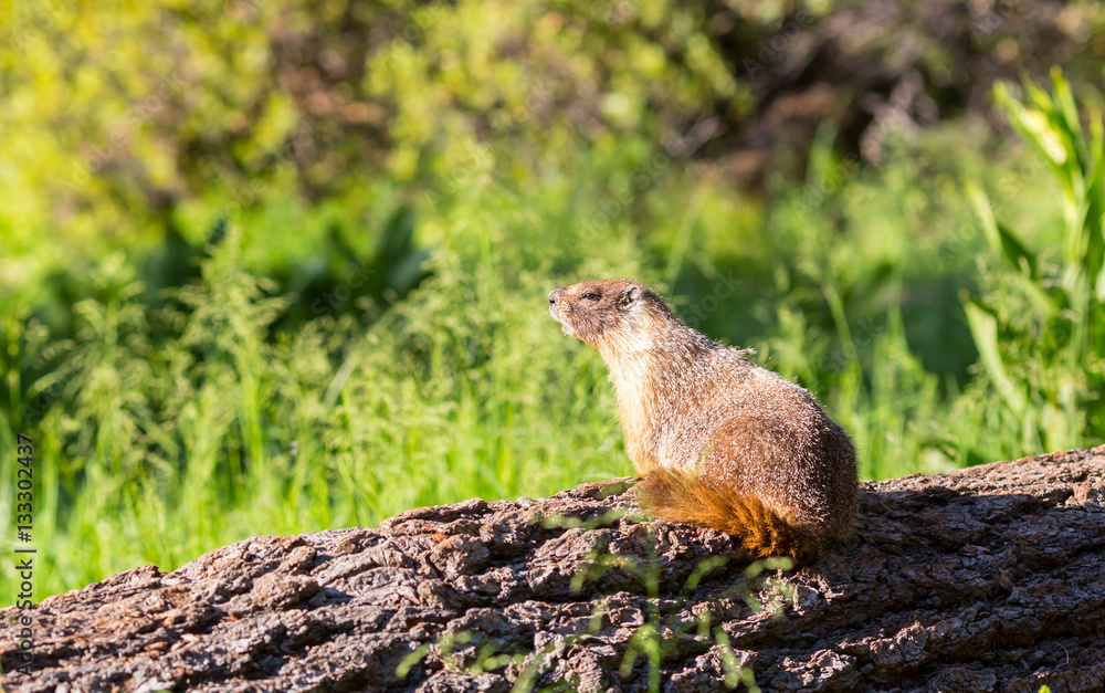 Ground squirell sitting on stump. Ground squirell sitting on stump.
