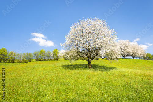 Spring. Fruit tree in white bloom. Cherry flowers. Alps meadow with wild flowers and lush spring grass. Great atmosphere of awakening and blossoming of nature in the springtime.
