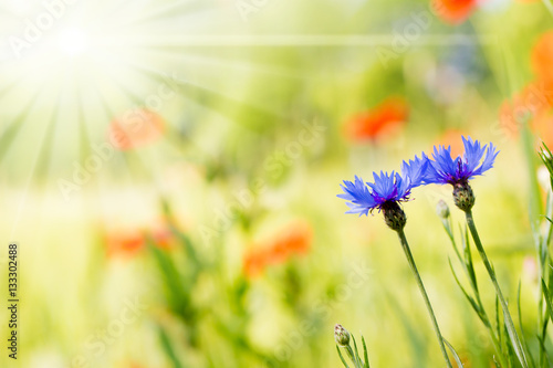 Kornblumen stehen auf einer sonnigen Sommerwiese mit unscharfem Hintergrund