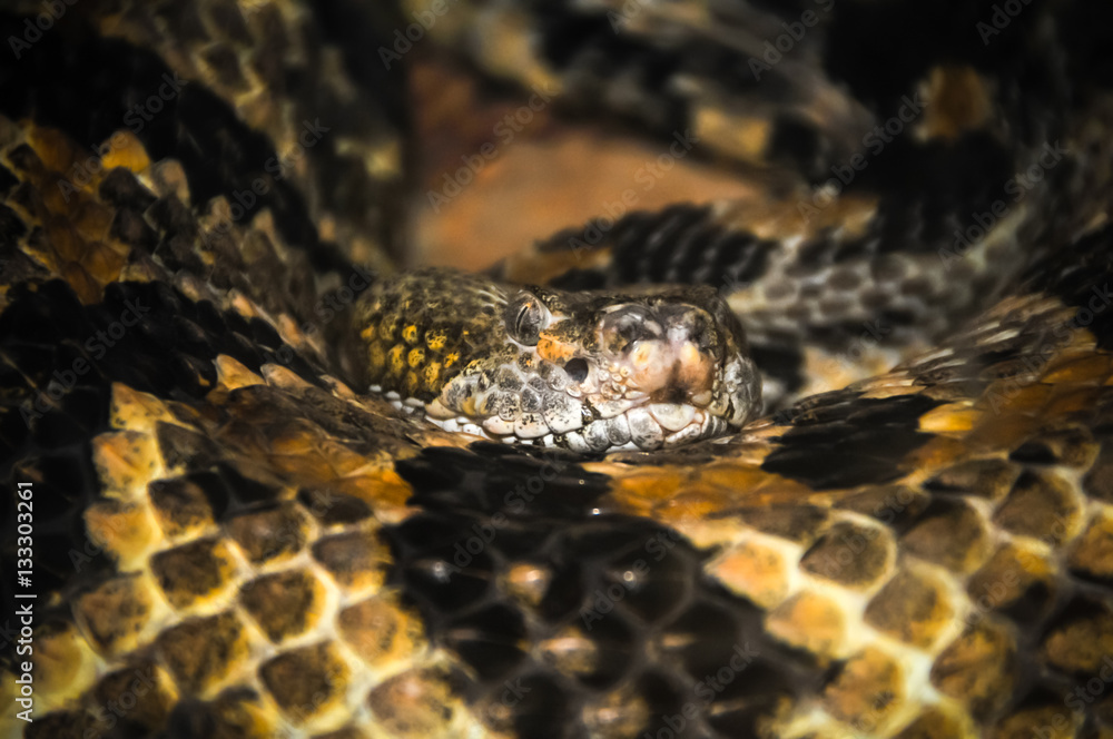 Rattlesnake Rattlesnake