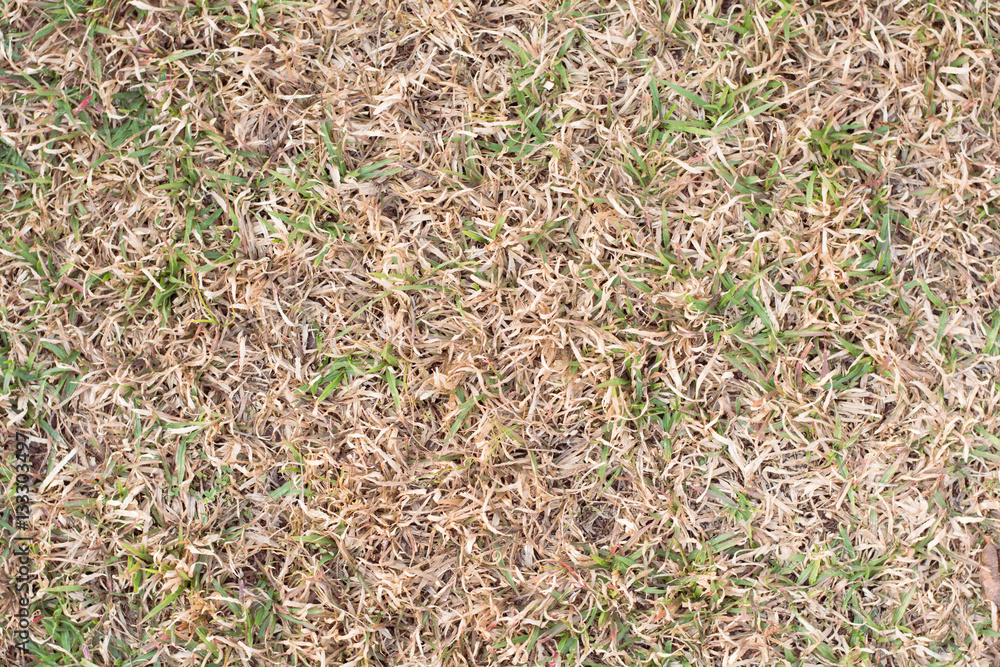 Dry grass as background Dry grass as background