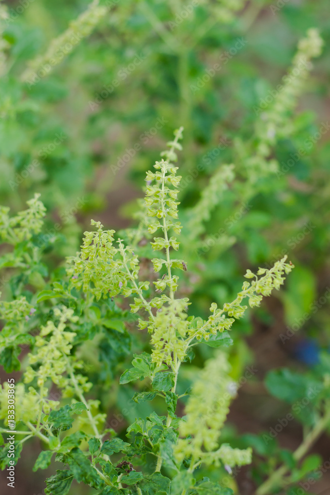 Holy basil Sacred basil Ocimum tenuiflorum Herbs cookware f