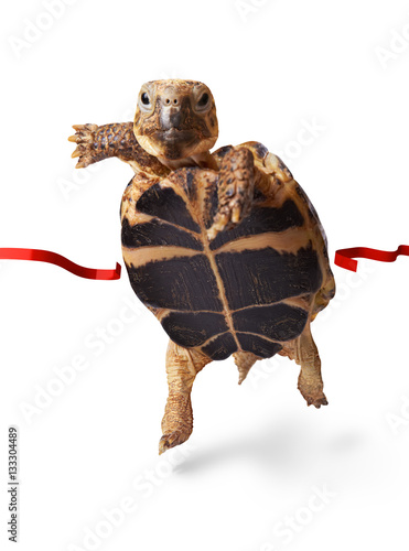 Little turtle runner wins by crossing the finish line