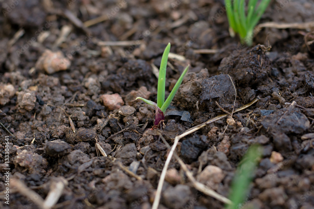 Spring onions growing in the soil Spring onions growing in the soil
