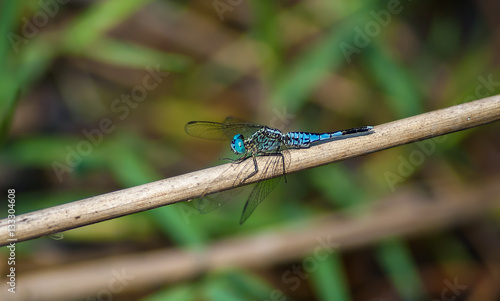 Beautiful dragonfly on branch with green background. © Narupon