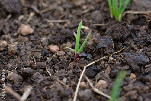 Spring onions growing in the soil