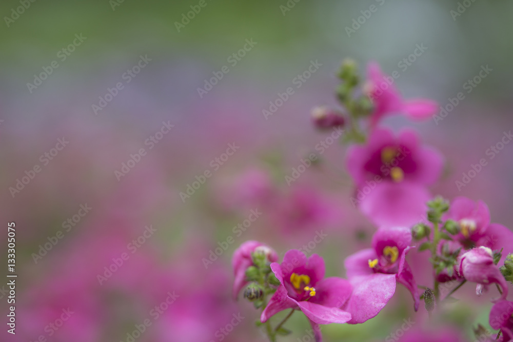 Rosa Blüten weichgezeichnet Rosa Blüten weichgezeichnet