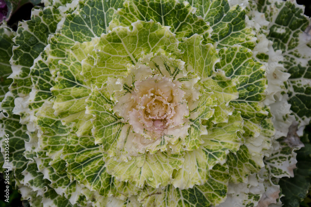 Obraz premium Longlived Cabbage