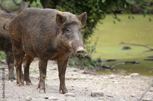 Wild boar (Sus scrofa) standing and watching