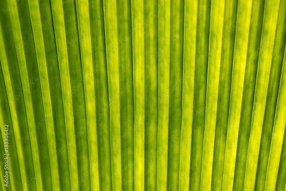 palm leaf structure palm leaf structure