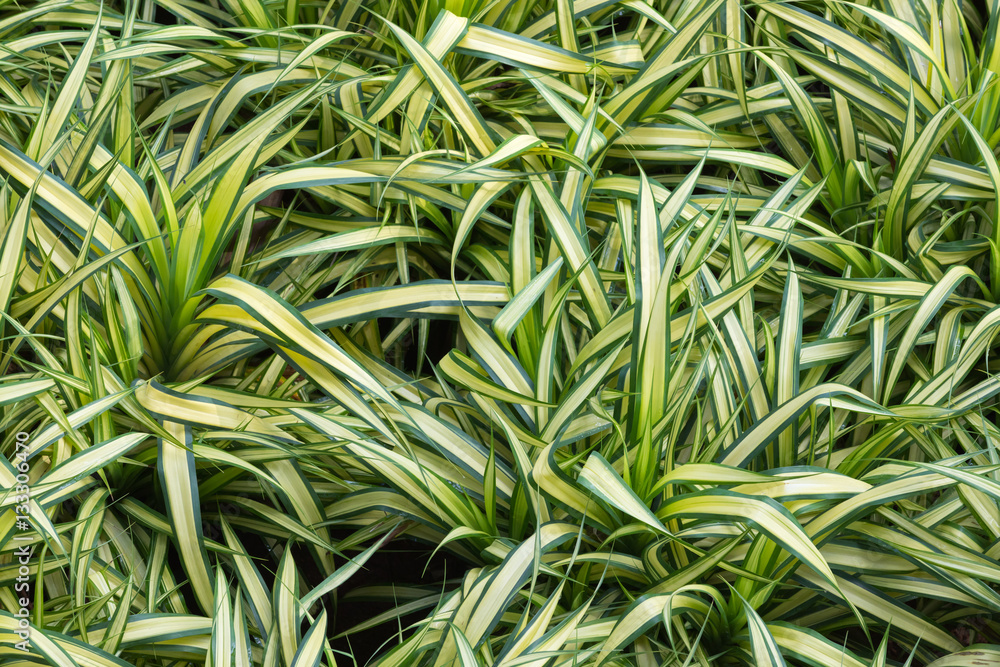 Fototapeta premium green bushes