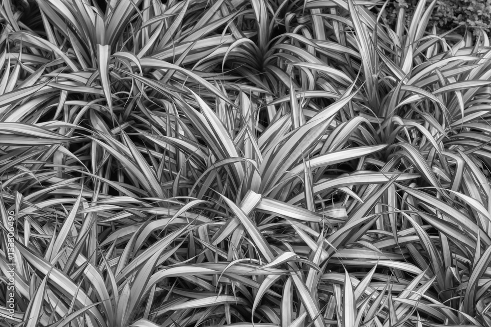 background of green and white grass - black and white background of green and white grass - black and white