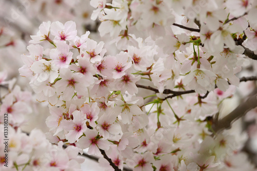 Cherry blossom up close