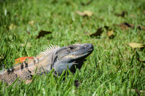 Iguana basking in the sun
