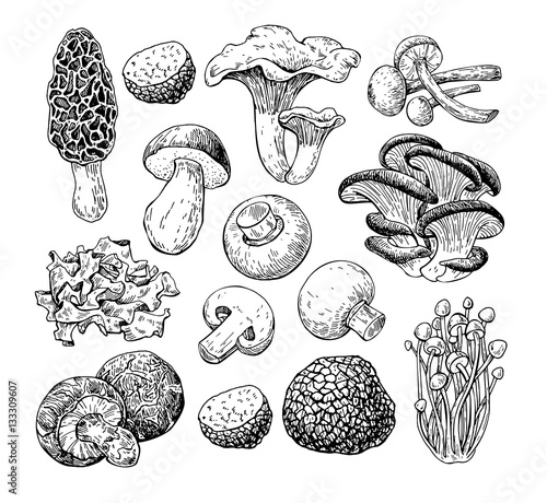Mushroom hand drawn vector illustration. Sketch food drawing iso