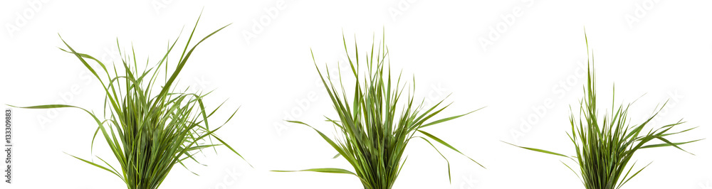 bundle of green grass isolated on white background. Set bundle of green grass isolated on white background. Set