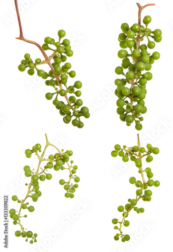 young grapes on the vine. isolated on white background