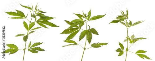 Bush cannabis isolated on white background