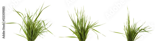 bundle of green grass isolated on white background. Set