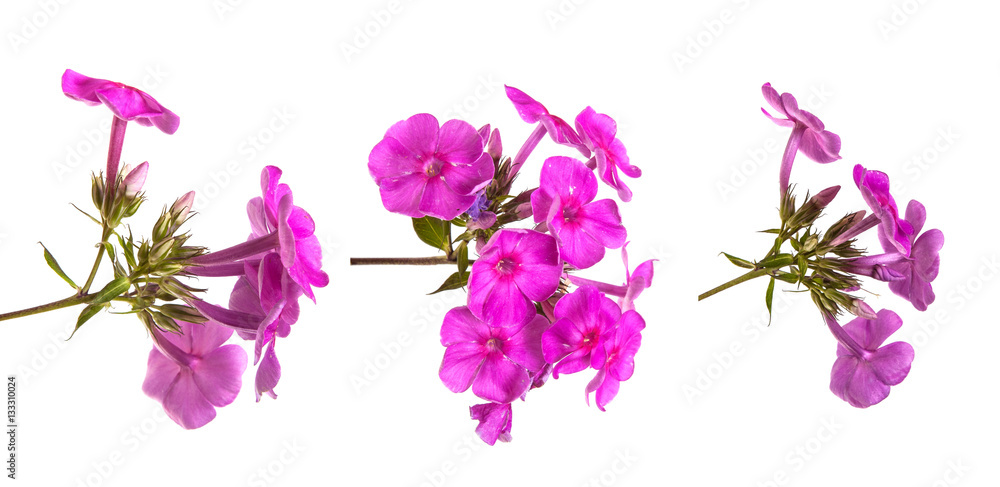 blooming phlox isolated on white background