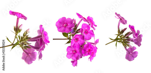 blooming phlox isolated on white background
