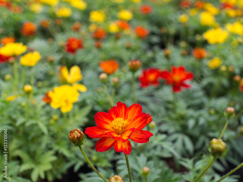 Orange Yellow Cosmos Blooming