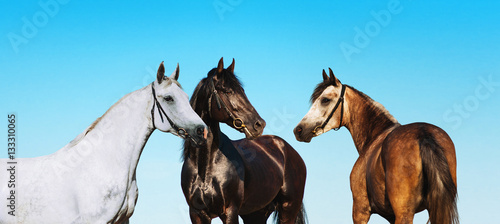 Fototapeta Naklejka Na Ścianę i Meble -  Grupovoy portrait horses on a background of blue sky. Black, white and brown horse standing nearby.
