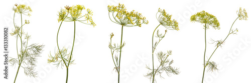 Fotografia blossoming branch of fennel on a white background