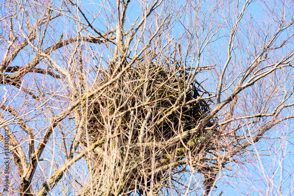 Nest of white-tailed eagle Nest of white-tailed eagle