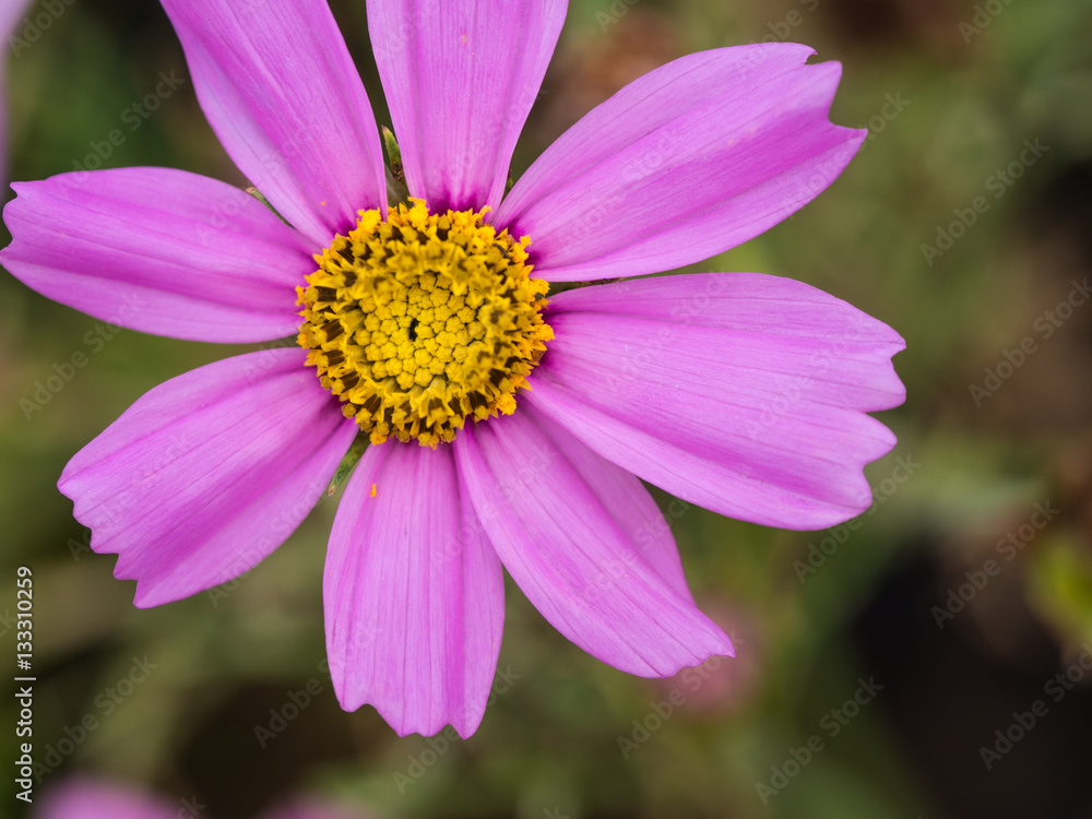 Purple Cosmos Flower Blooming Purple Cosmos Flower Blooming