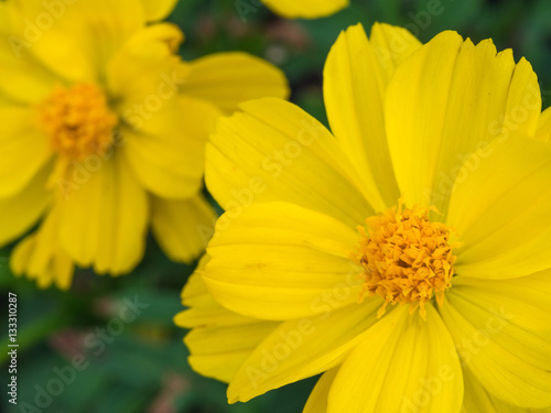 Yellow Cosmos Blooming