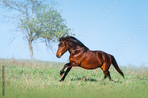 Brown beautiful horse galloping on the green field on a light background. The bay horse running in freedom