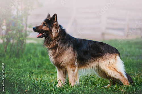 Beautiful German Shepherd dog breed with long hair standing in a rack on blurred background in full growth