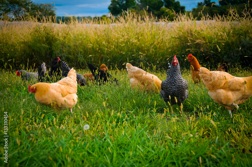 Group of Chickens