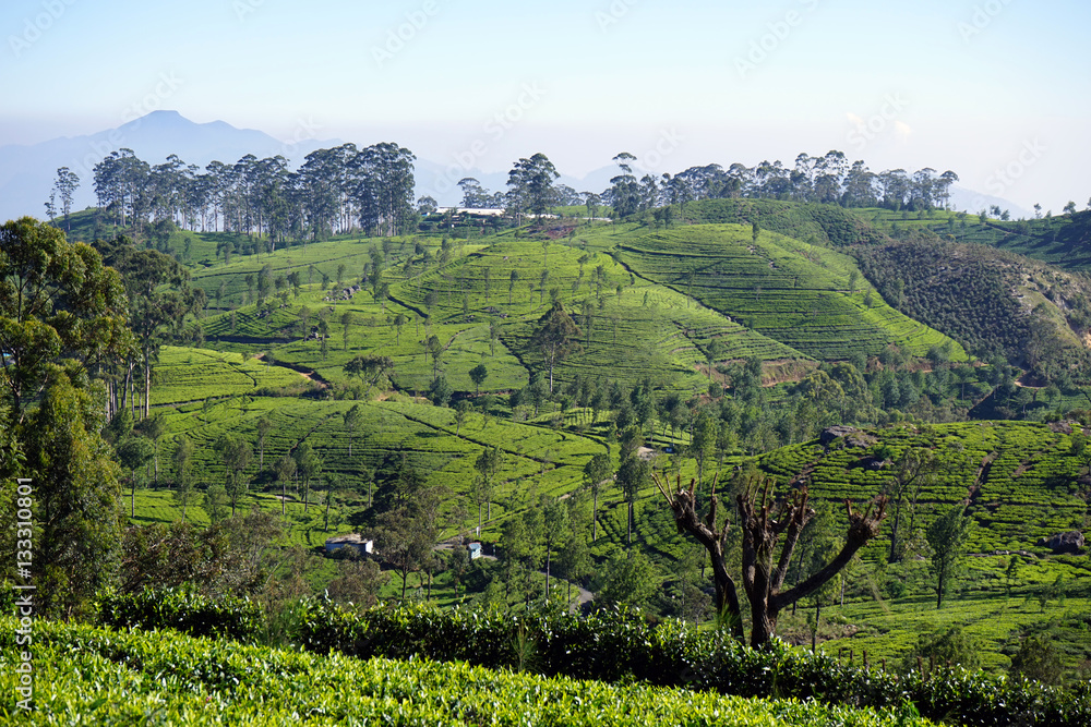 Tea plantation on the hills Tea plantation on the hills
