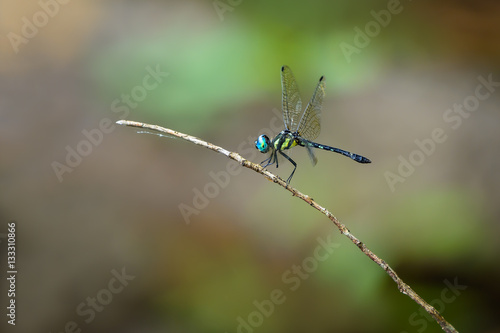 Beautiful dragonfly on branch with colorful background, Tetrathemis platyptera.