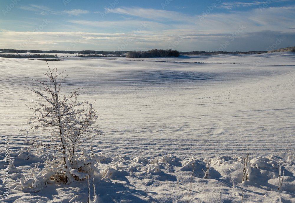 Countryside  landscape.