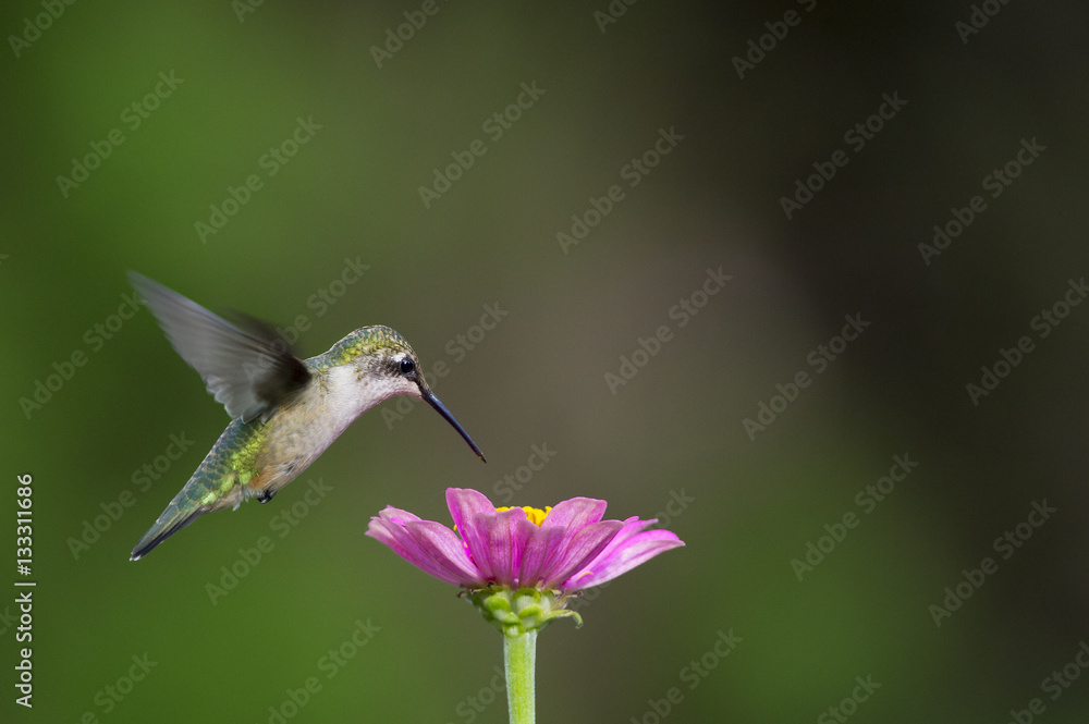 Ruby-Throated Hummingbird and Zinnia Ruby-Throated Hummingbird and Zinnia