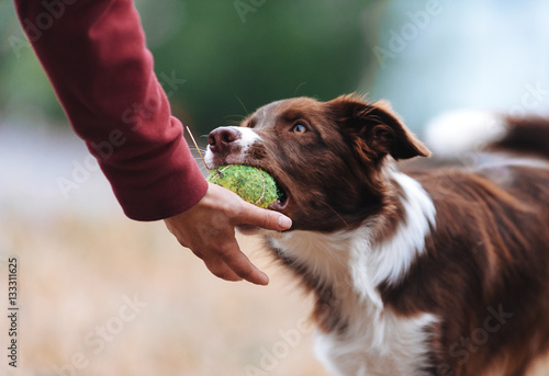 Photo Brown border collie puppy brought the ball hostess and lays down his hand