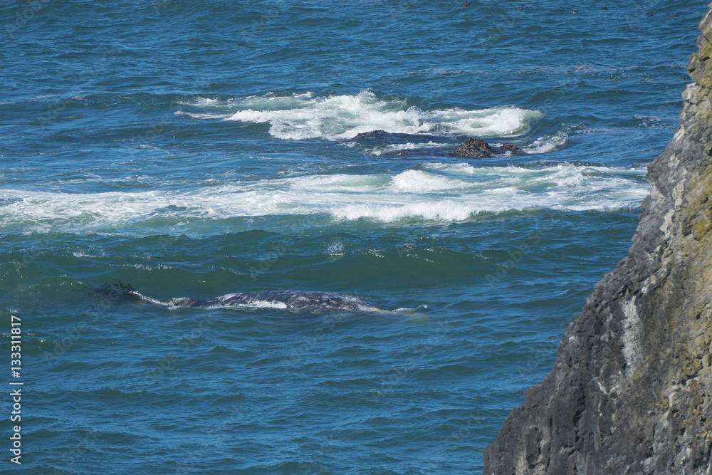 Obraz premium Gray Whale in the Surf
