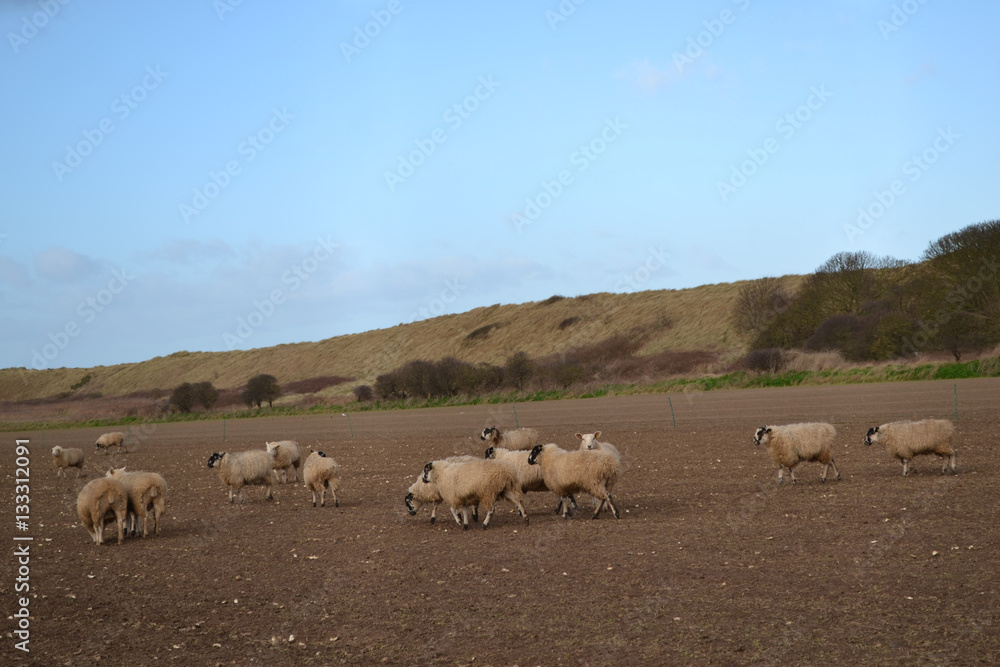 Fototapeta premium sheep in a field