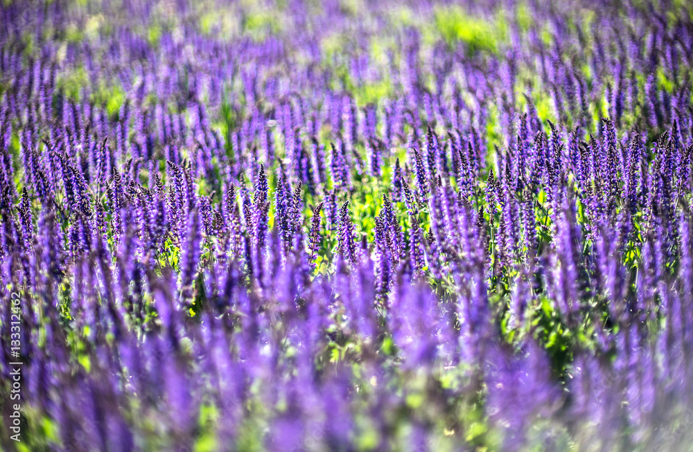 Lavender field Lavender field