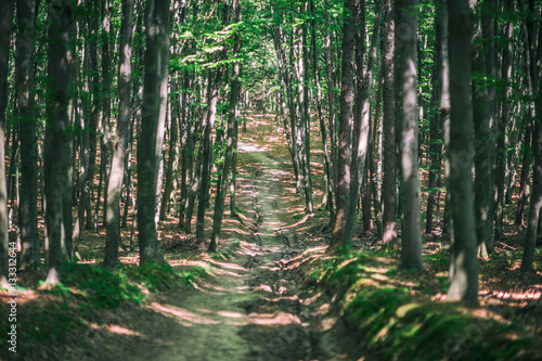 Straight road in the deep green forest
