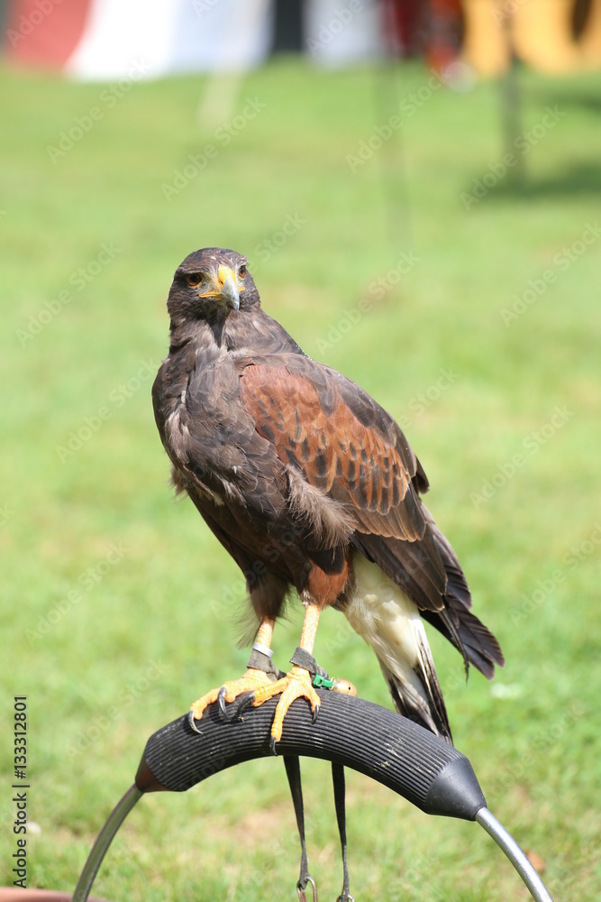 Fototapeta premium Harris hawk (Parabuteo unicinctus) sitting on a ring