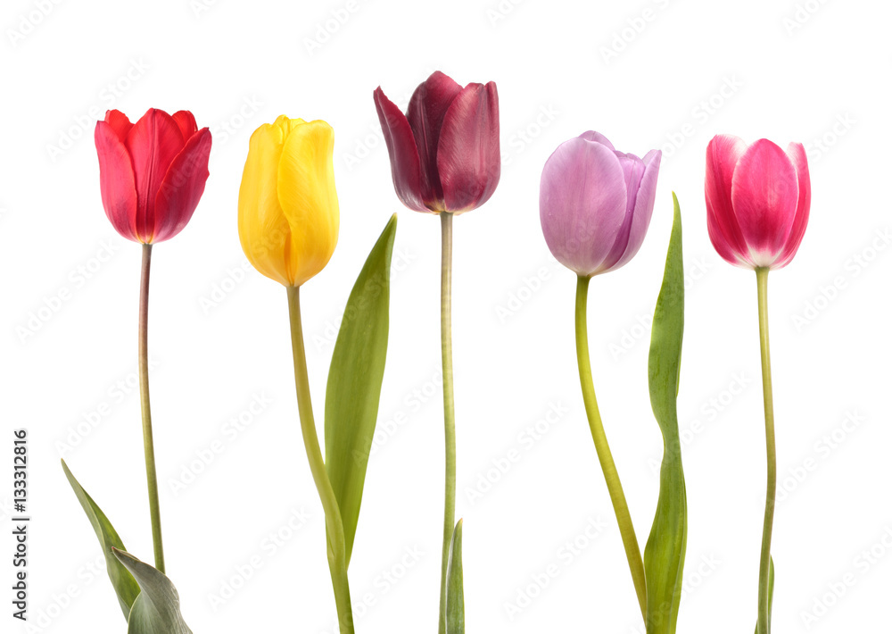Set of five different color  tulips